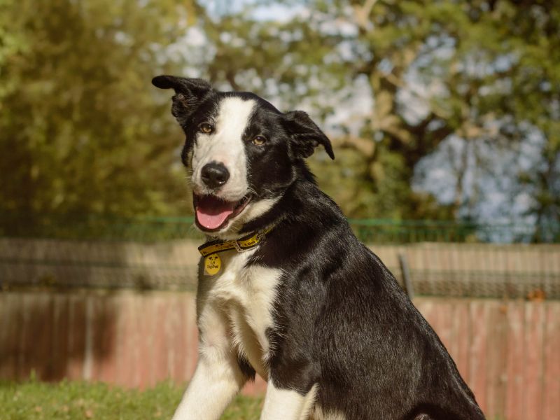 Cowboy | Collie (Border) | Kenilworth (West Midlands) - 4