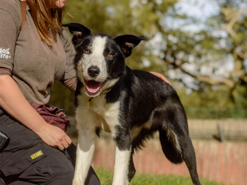 Cowboy | Collie (Border) | Kenilworth (West Midlands) - 5