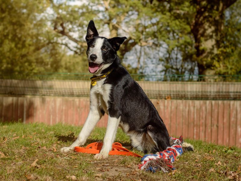 Cowboy | Collie (Border) | Kenilworth (West Midlands) - 2