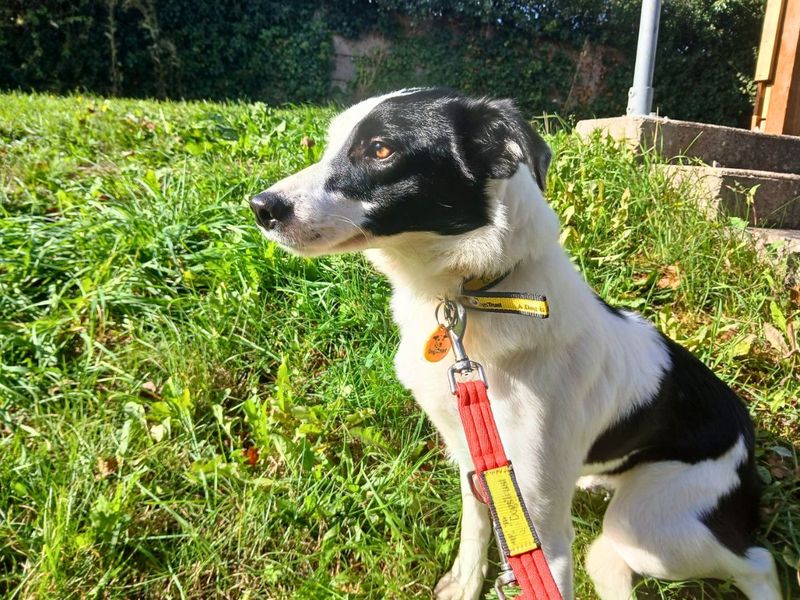 Bryony | Collie (Border) | Salisbury (Wiltshire) - 6