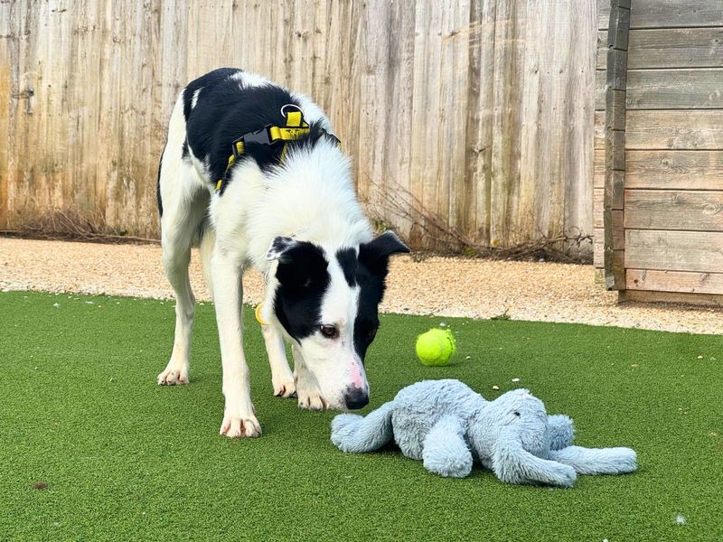 Bryony | Collie (Border) | Salisbury (Wiltshire) - 1