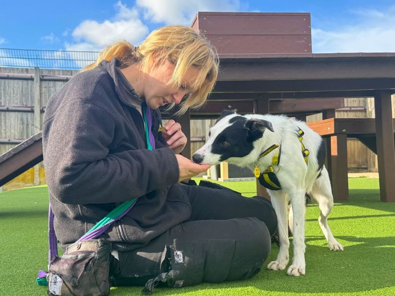 Bryony | Collie (Border) | Salisbury (Wiltshire) - 3