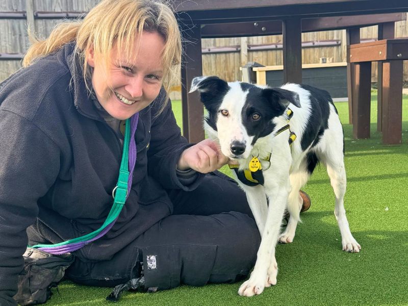 Bryony | Collie (Border) | Salisbury (Wiltshire) - 5