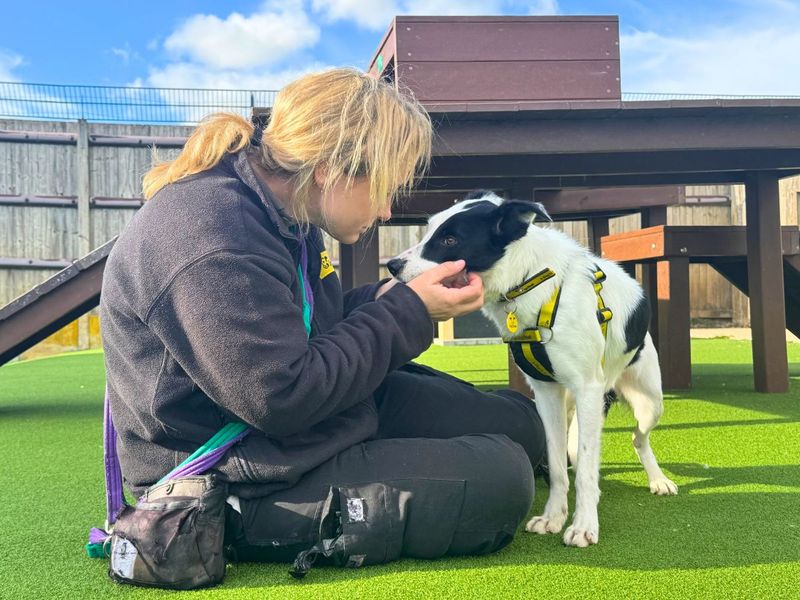 Bryony | Collie (Border) | Salisbury (Wiltshire) - 4