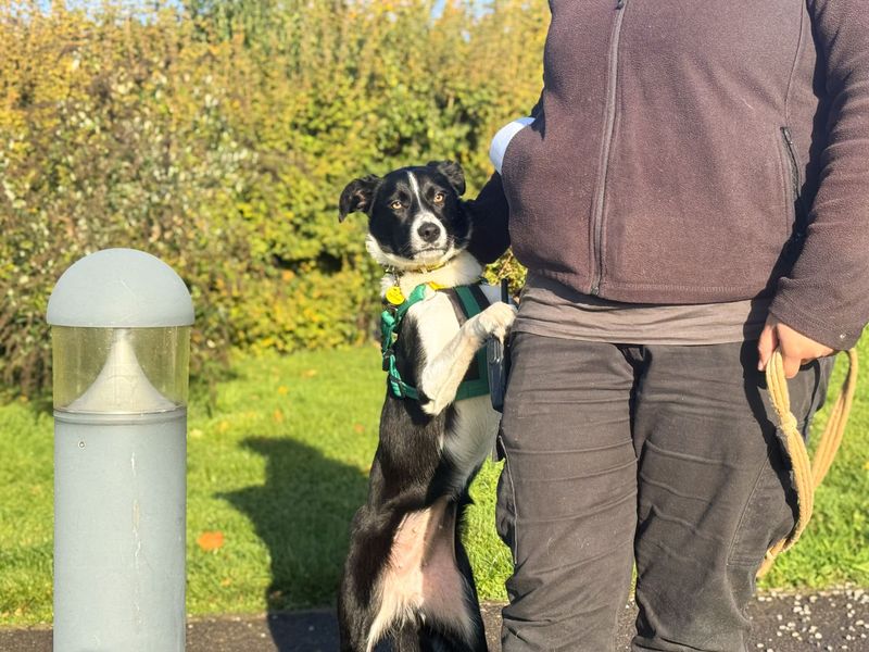 Connie | Collie (Border) | Salisbury (Wiltshire) - 4