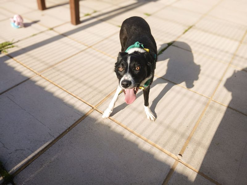 Connie | Collie (Border) | Salisbury (Wiltshire) - 3