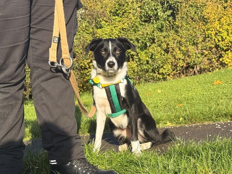 Connie | Collie (Border) | Salisbury (Wiltshire) - 2