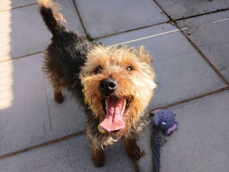 Finlay | Terrier (Lakeland) | Salisbury (Wiltshire) - 1