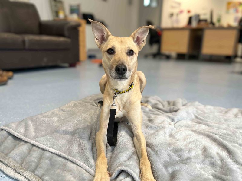 Lara | Lurcher | Darlington - 3