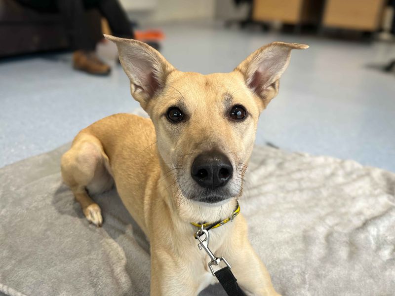 Lara | Lurcher | Darlington - 1