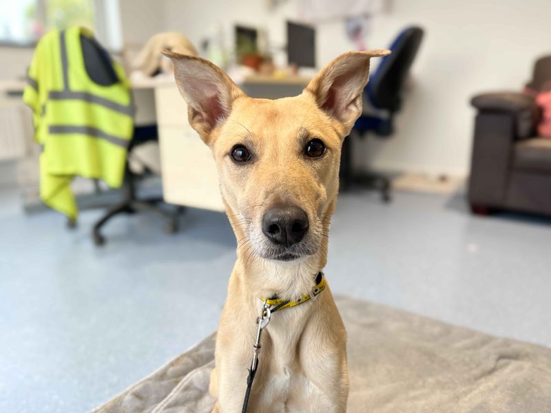 Lara | Lurcher | Darlington - 2