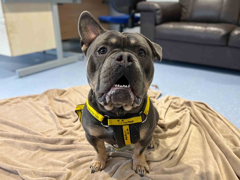 Alan | American Bully Pocket | Darlington - 1