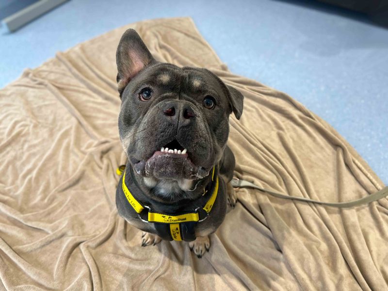 Alan | American Bully Pocket | Darlington - 2