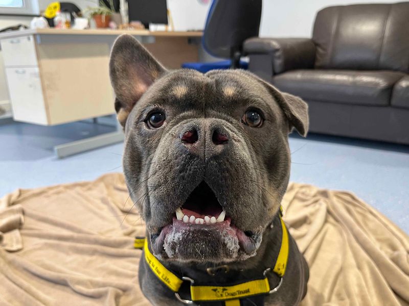 Alan | American Bully Pocket | Darlington - 3
