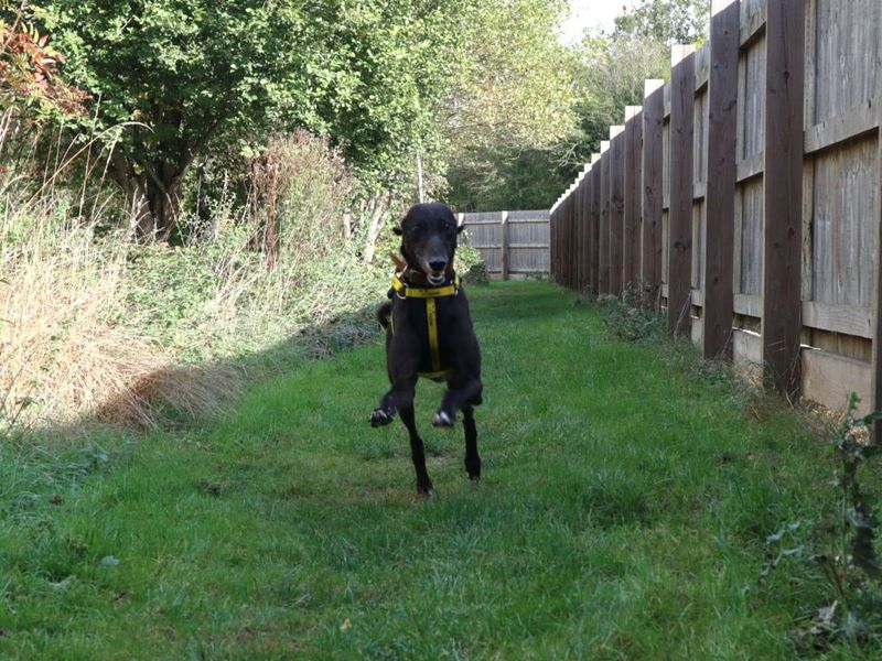 Manhattan | Greyhound | Harefield West London - 1