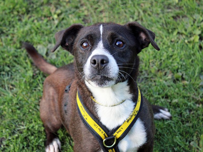 Nancy | Terrier (Patterdale) Cross | Merseyside (Liverpool) - 4