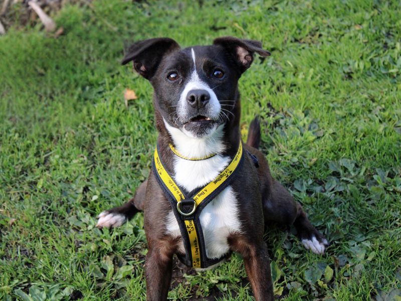 Nancy | Terrier (Patterdale) Cross | Merseyside (Liverpool) - 2