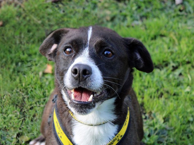 Nancy | Terrier (Patterdale) Cross | Merseyside (Liverpool) - 1