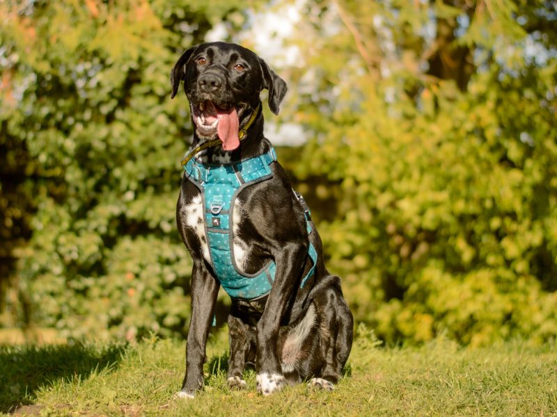 Dane | Crossbreed | Kenilworth (West Midlands) - 4