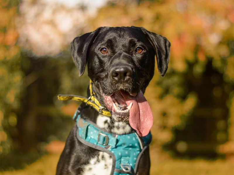 Dane | Crossbreed | Kenilworth (West Midlands) - 2