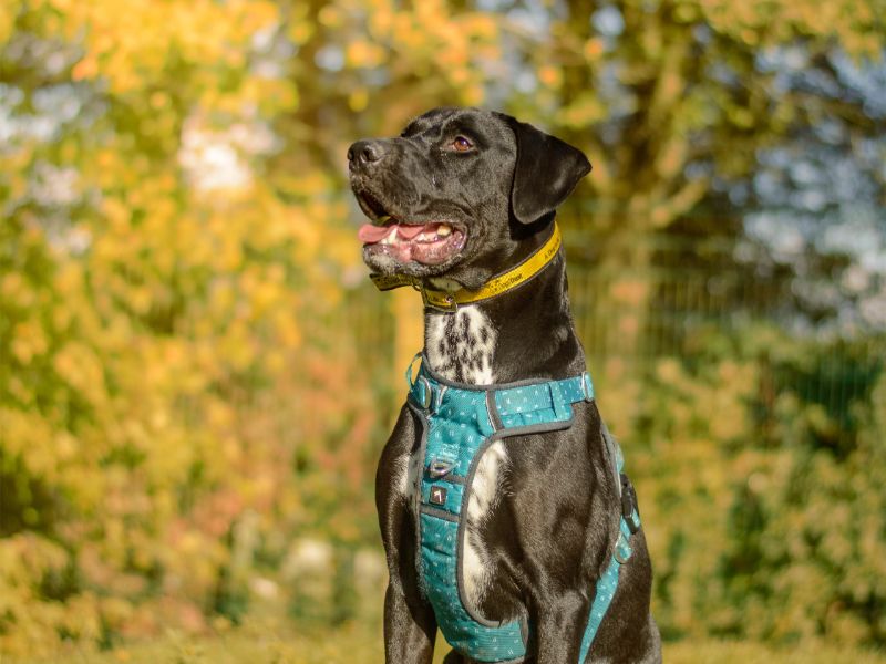 Dane | Crossbreed | Kenilworth (West Midlands) - 3