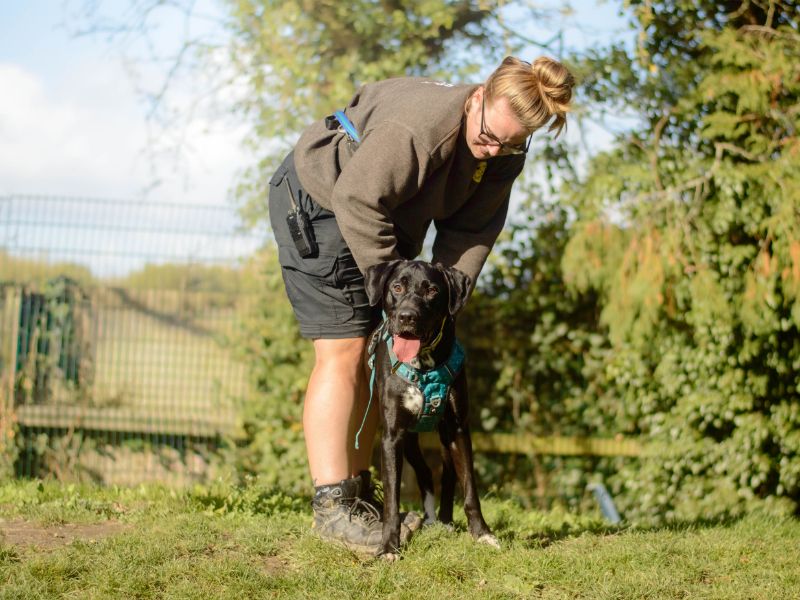 Dane | Crossbreed | Kenilworth (West Midlands) - 1