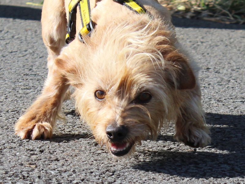 Acorn | Terrier (Yorkshire) Cross | Evesham (Worcestershire) - 5