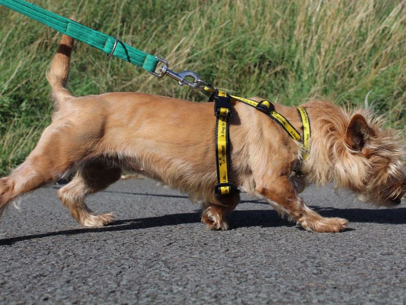 Acorn | Terrier (Yorkshire) Cross | Evesham (Worcestershire) - 4