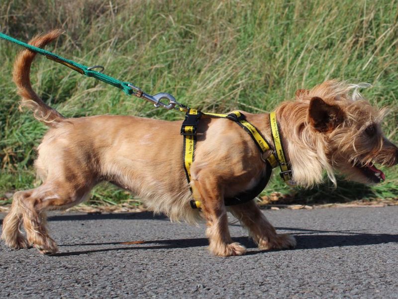 Yorkshire Terrier Dogs And Puppies For Adoption