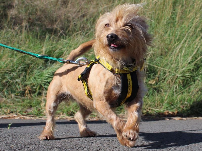 Acorn | Terrier (Yorkshire) Cross | Evesham (Worcestershire) - 2