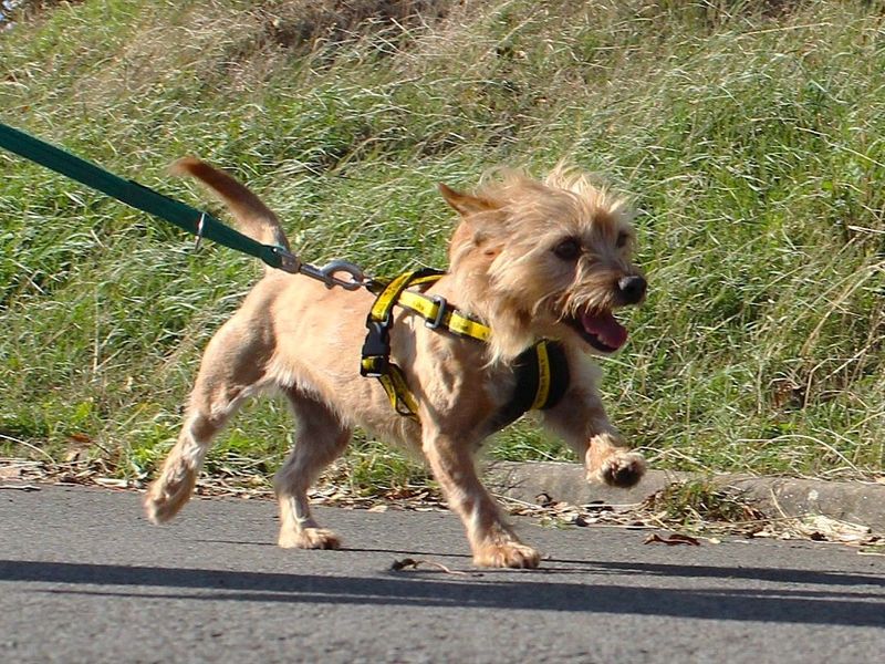 Acorn | Terrier (Yorkshire) Cross | Evesham (Worcestershire) - 6