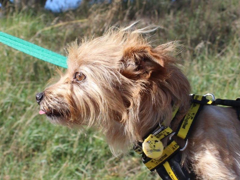 Acorn | Terrier (Yorkshire) Cross | Evesham (Worcestershire) - 3
