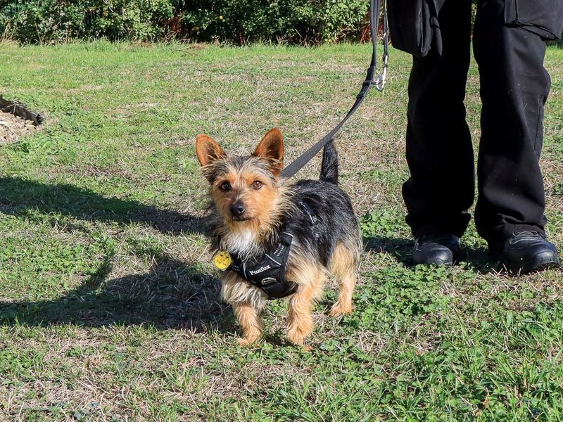 Splinter | Terrier (Yorkshire) | Evesham (Worcestershire) - 8