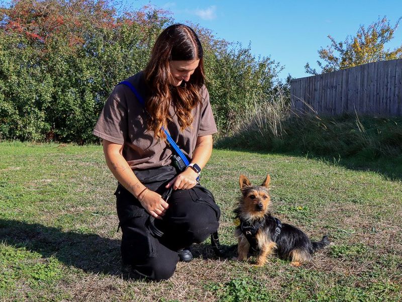 Yorkshire Terrier Dogs And Puppies For Adoption