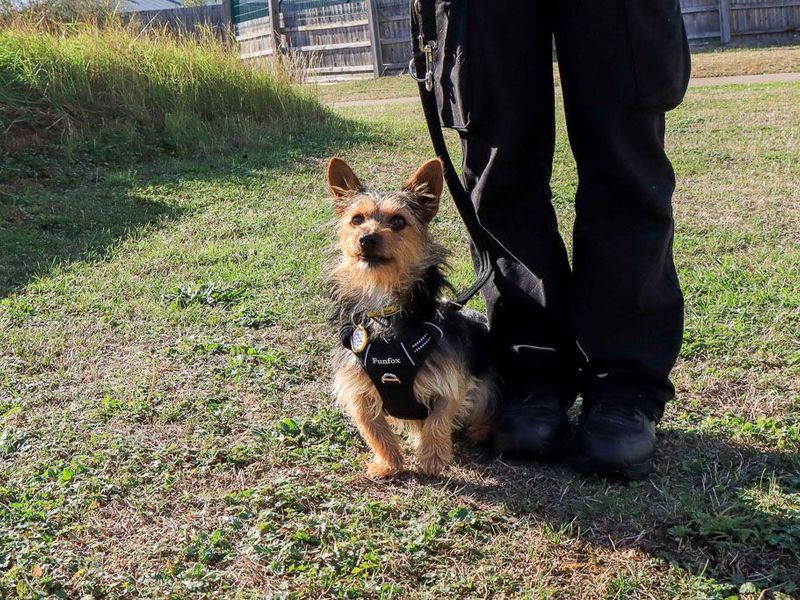 Splinter | Terrier (Yorkshire) | Evesham (Worcestershire) - 4