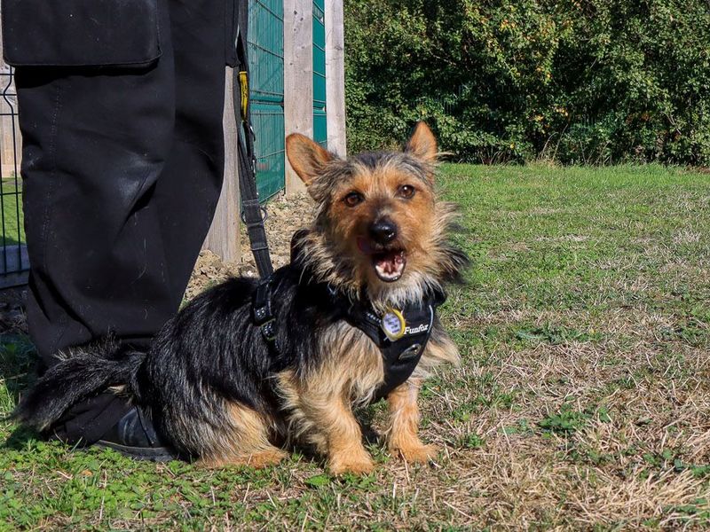 Splinter | Terrier (Yorkshire) | Evesham (Worcestershire) - 5