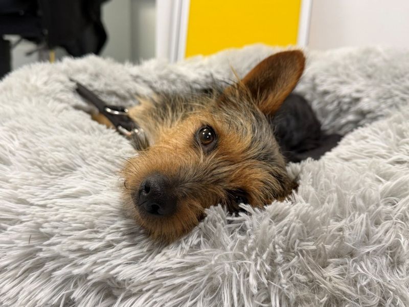 Splinter | Terrier (Yorkshire) | Evesham (Worcestershire) - 1