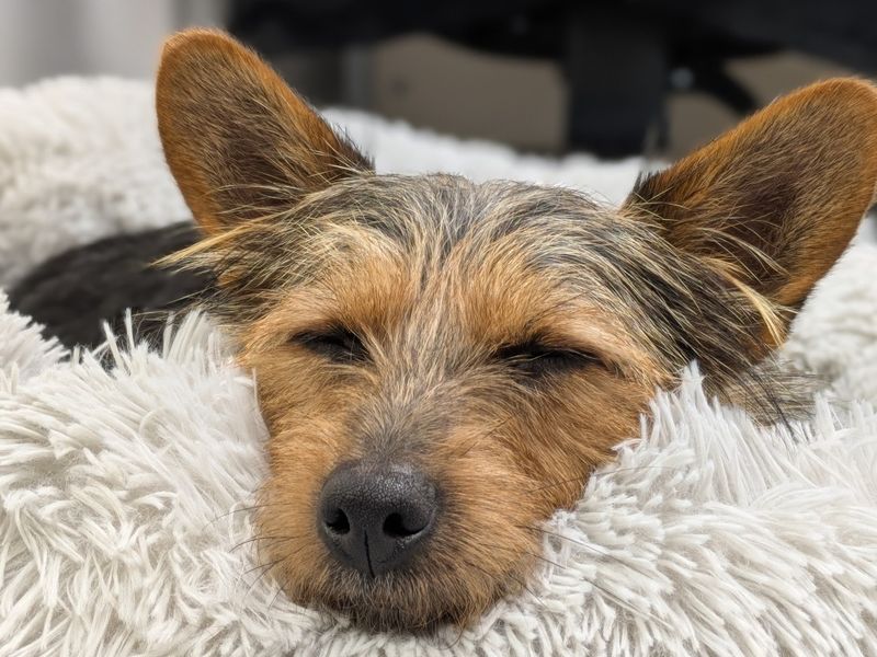 Splinter | Terrier (Yorkshire) | Evesham (Worcestershire) - 6