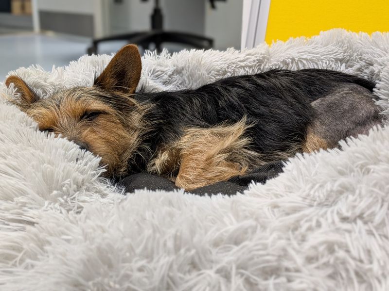 Splinter | Terrier (Yorkshire) | Evesham (Worcestershire) - 7