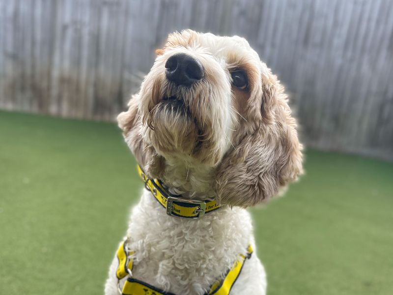 Bowen | Poodle (Toy) Cross | Basildon (Essex) - 1