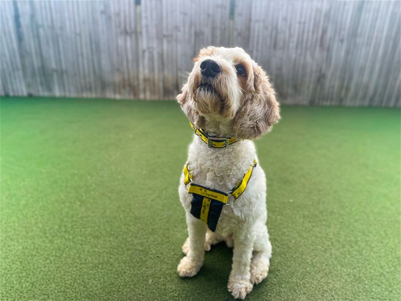 Bowen | Poodle (Toy) Cross | Basildon (Essex) - 2