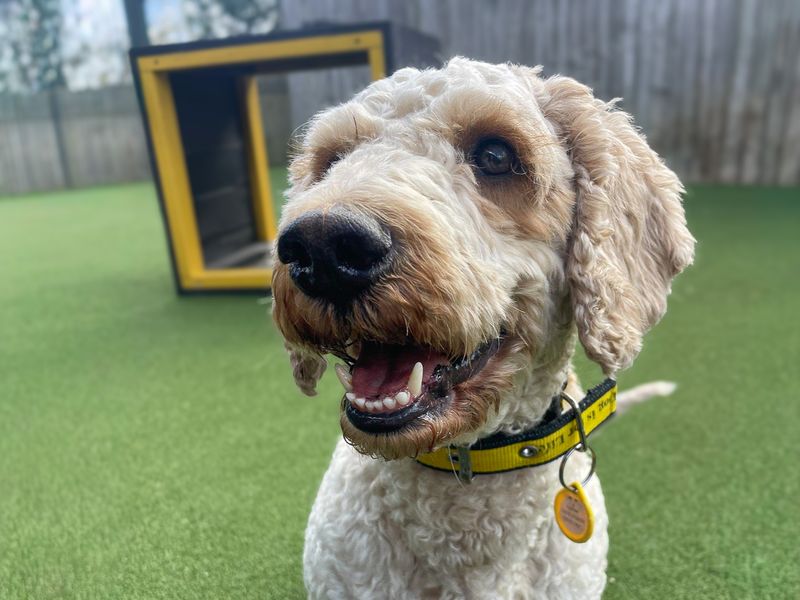 Pablo | Poodle (Miniature) Cross | Basildon (Essex) - 1
