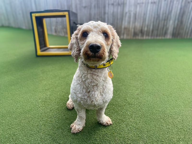 Pablo | Poodle (Miniature) Cross | Basildon (Essex) - 3