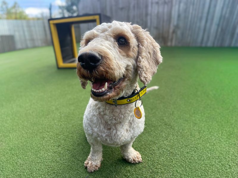 Pablo | Poodle (Miniature) Cross | Basildon (Essex) - 2