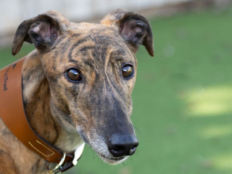 Boo | Greyhound | Loughborough - 2