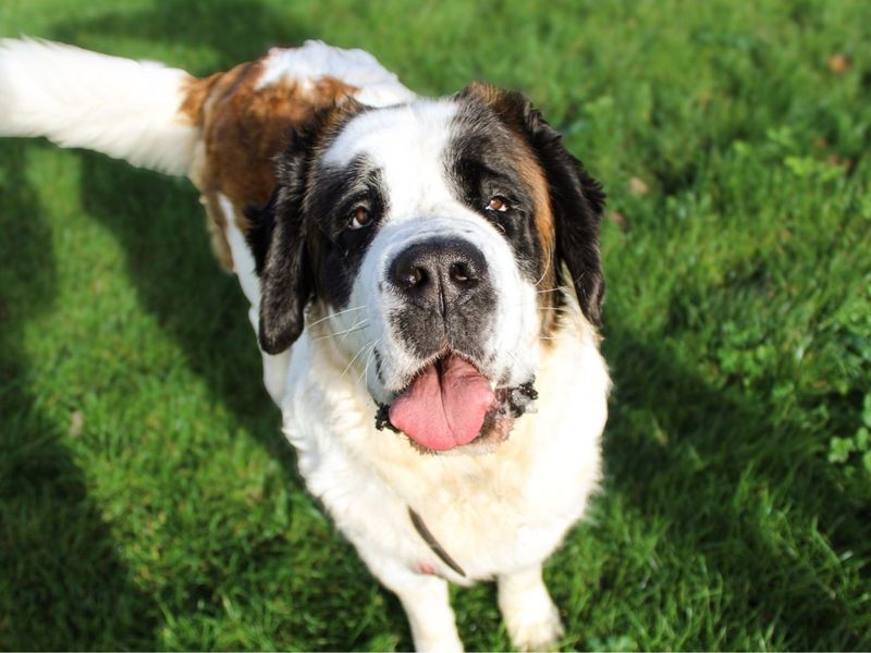 Missy Moo | St Bernard | Shoreham (Sussex) - 6