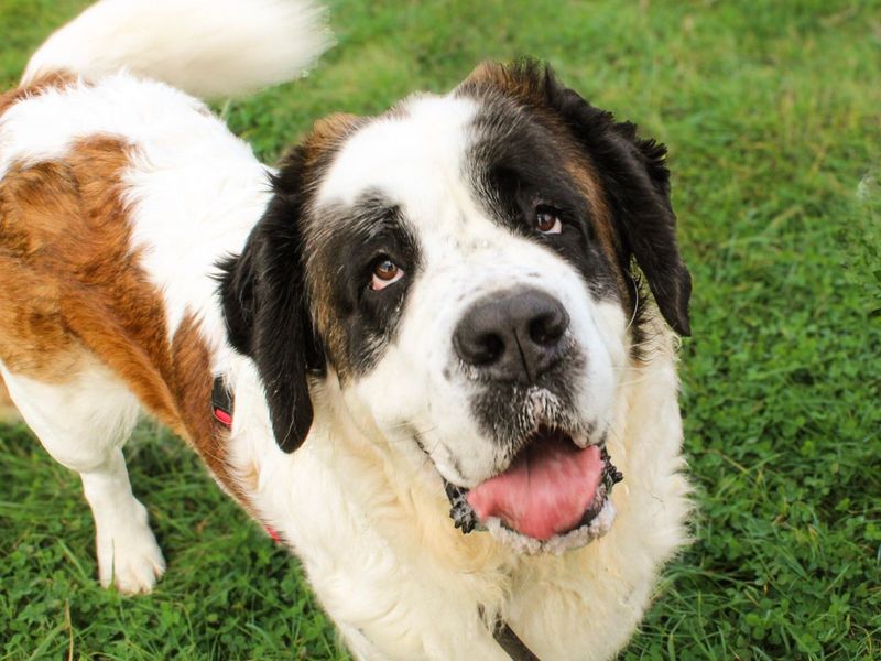 Missy Moo | St Bernard | Shoreham (Sussex) - 8