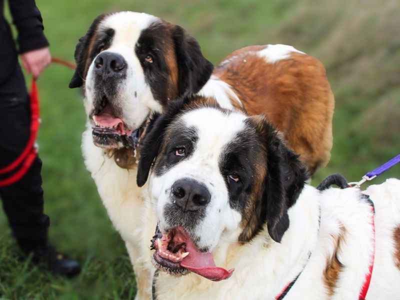 Missy Moo | St Bernard | Shoreham (Sussex) - 4