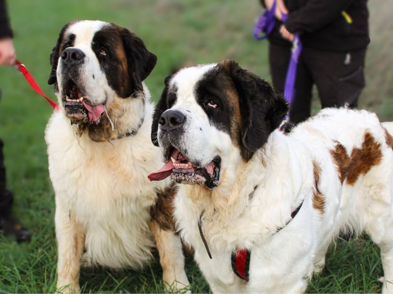 Missy Moo | St Bernard | Shoreham (Sussex) - 5