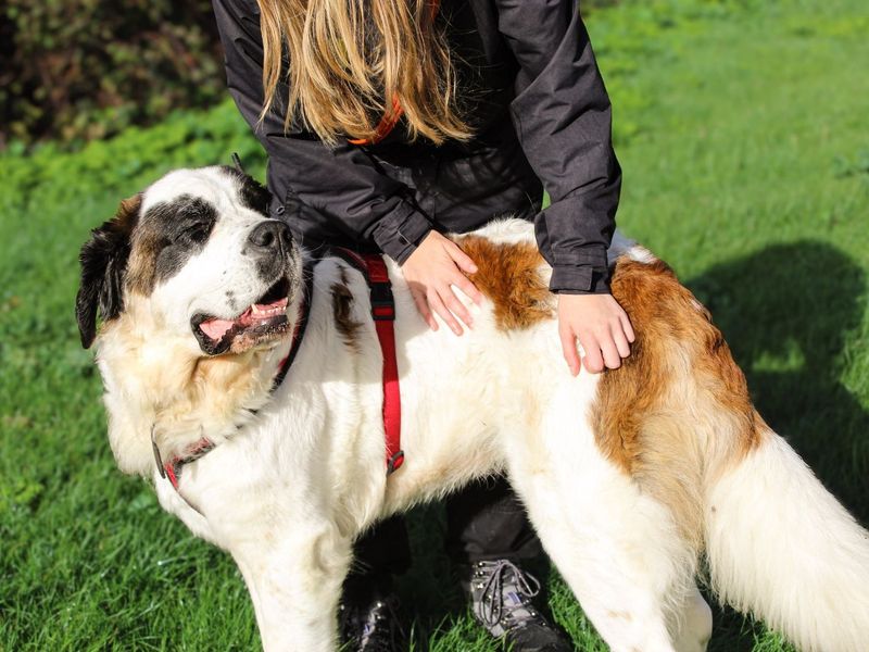 Missy Moo | St Bernard | Shoreham (Sussex) - 3